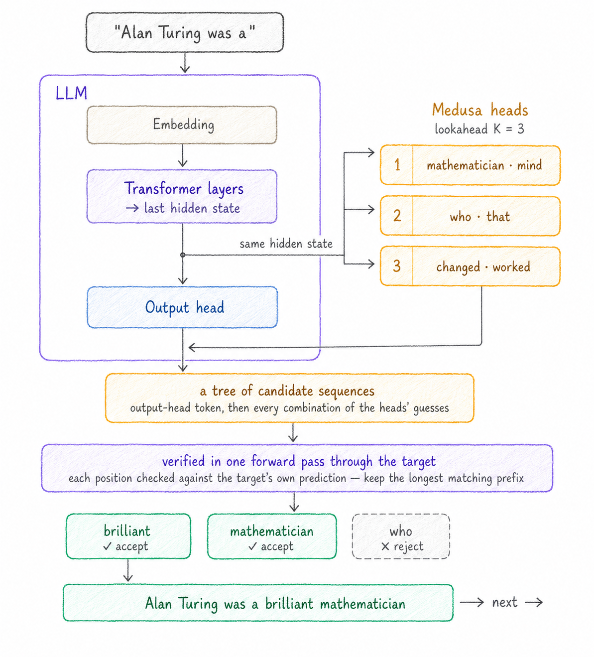 Medusa: the LLM's transformer layers produce a last hidden state that feeds both the normal output head and several extra Medusa heads, each predicting a token a fixed number of positions ahead (head 1, head 2, head 3, each offering a couple of candidates). Their guesses form a tree of candidate sequences that the target verifies in one forward pass, keeping the longest matching prefix — here 'brilliant' and 'mathematician' accepted, 'who' rejected.